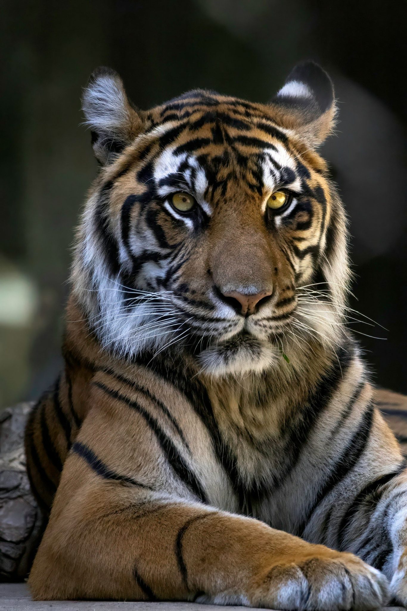 Autumn Qigong & The Cosmic Tiger